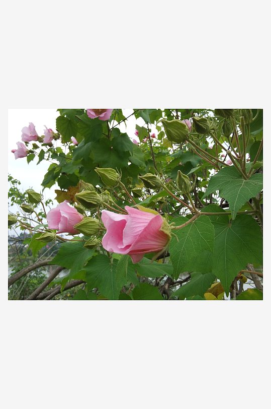 枝头绽放的粉色木芙蓉花-众图网
