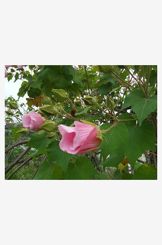枝头绽放的粉色木芙蓉花-众图网