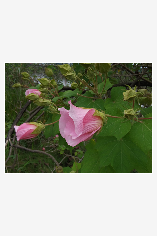 枝头绽放的粉色木芙蓉花-众图网