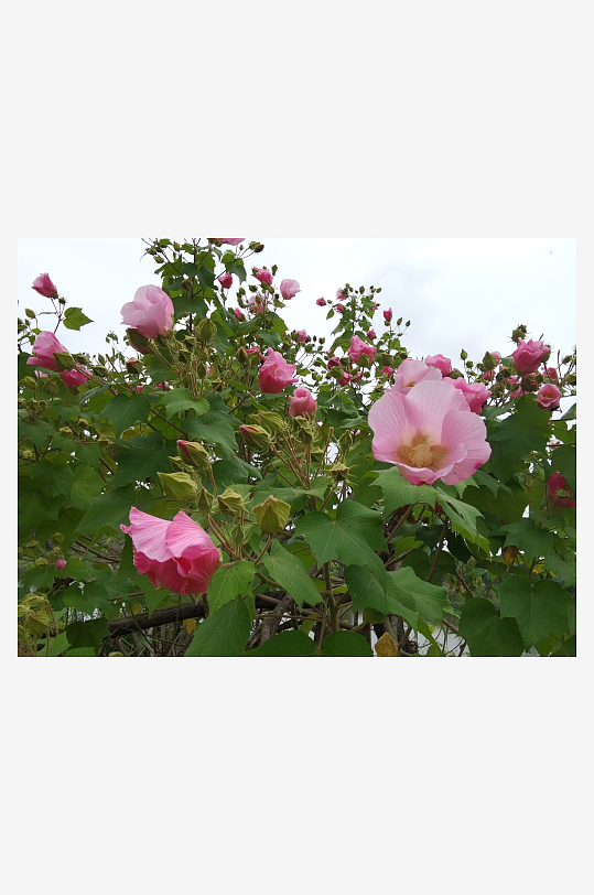 枝头绽放的粉色木芙蓉花-众图网