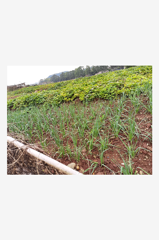 城郊菜地菜园景象-众图网