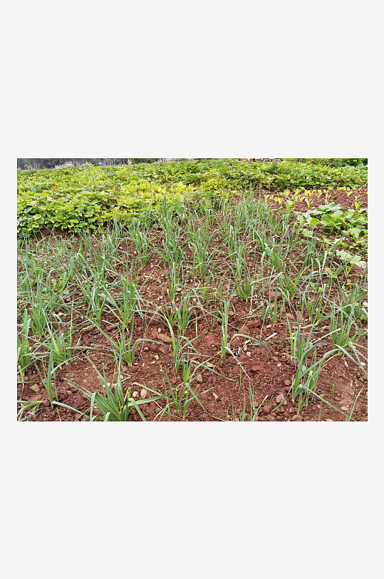 城郊菜地菜园景象-众图网