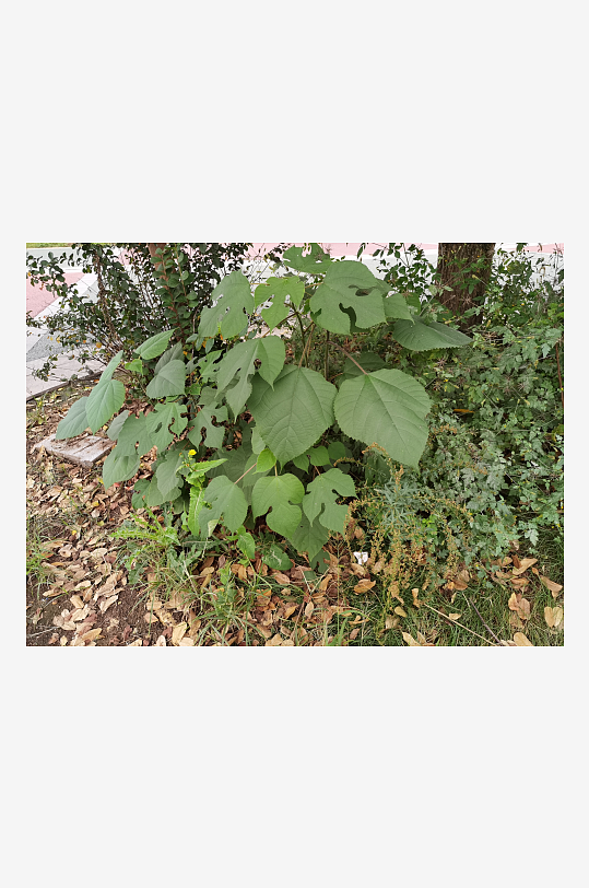 城郊菜地菜园景象-众图网