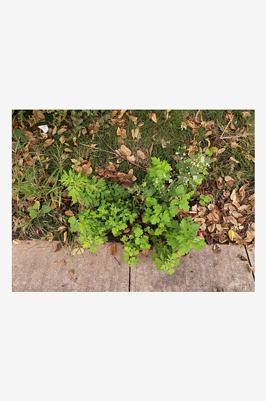 城郊菜地菜园景象-众图网