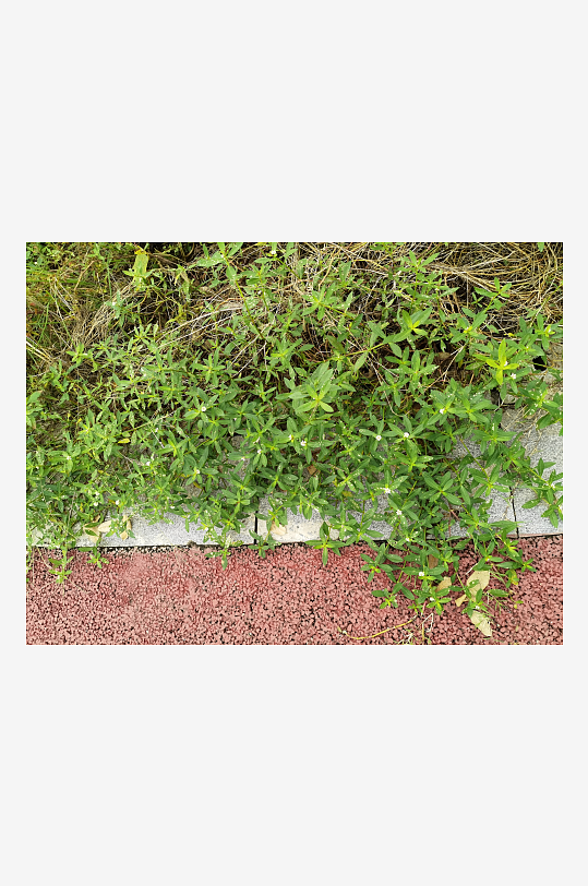 城郊菜地菜园景象-众图网