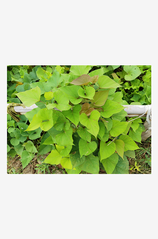 城郊菜地菜园景象-众图网