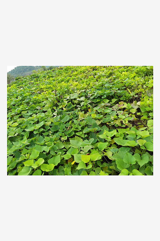 城郊菜地菜园景象-众图网