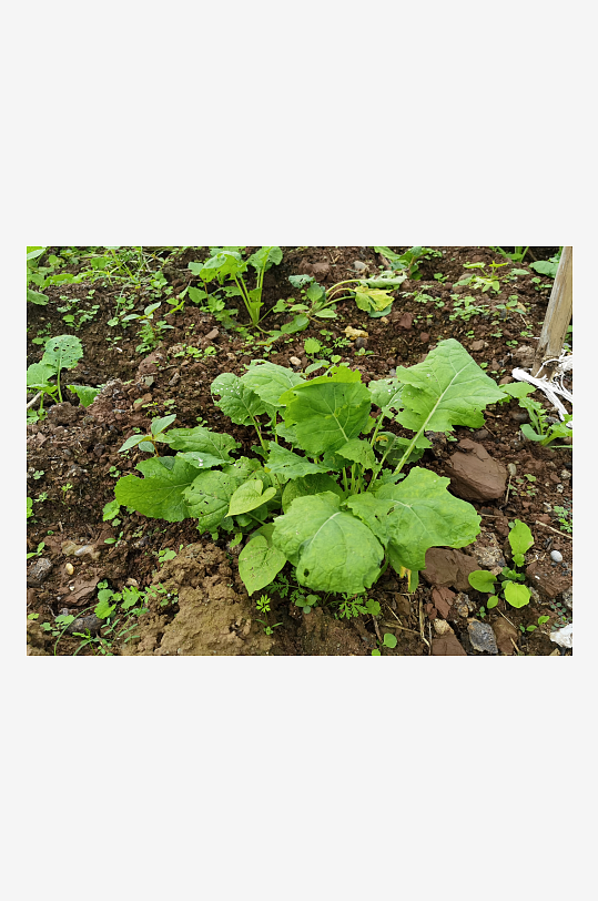 城郊菜地菜园景象-众图网