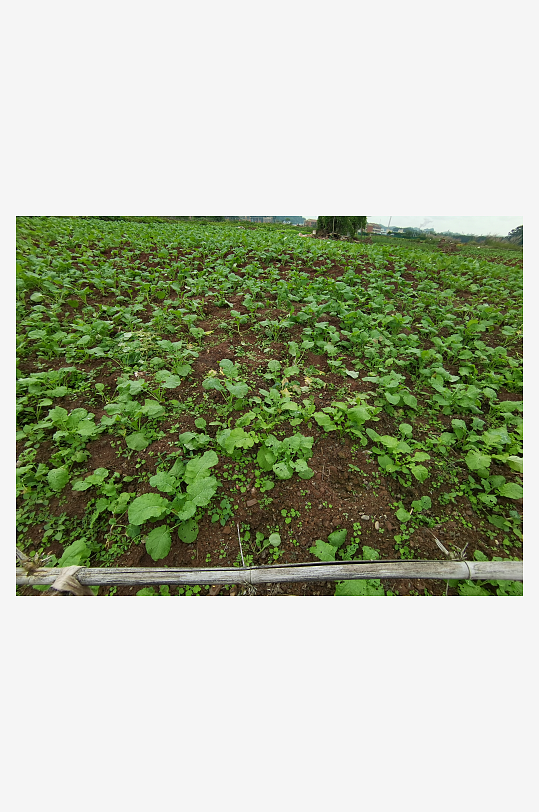 城郊菜地菜园景象-众图网