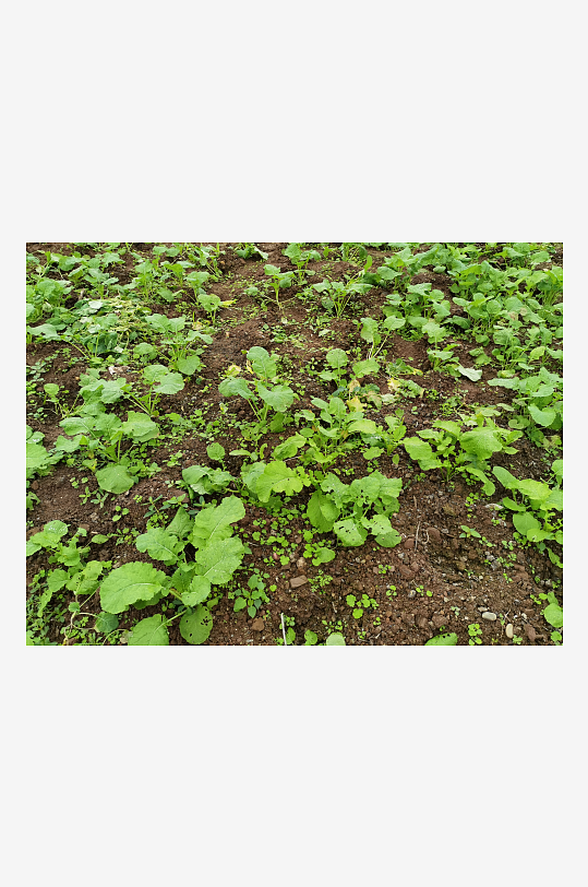 城郊菜地菜园景象-众图网