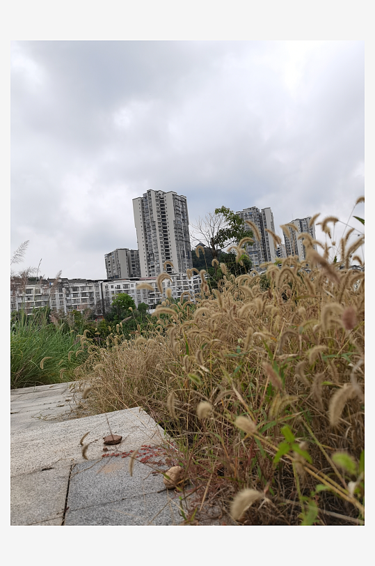 郊外繁茂丛生的杂草-众图网