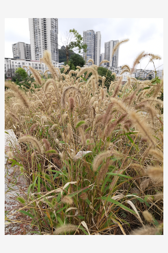 郊外繁茂丛生的杂草-众图网
