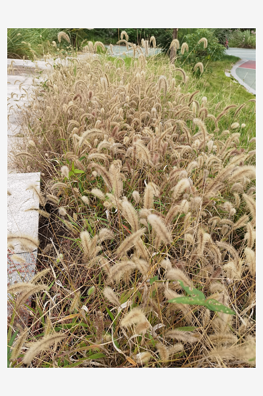 郊外繁茂丛生的杂草-众图网