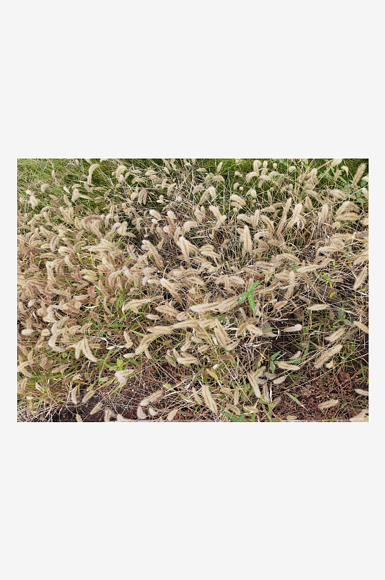 郊外繁茂丛生的杂草-众图网