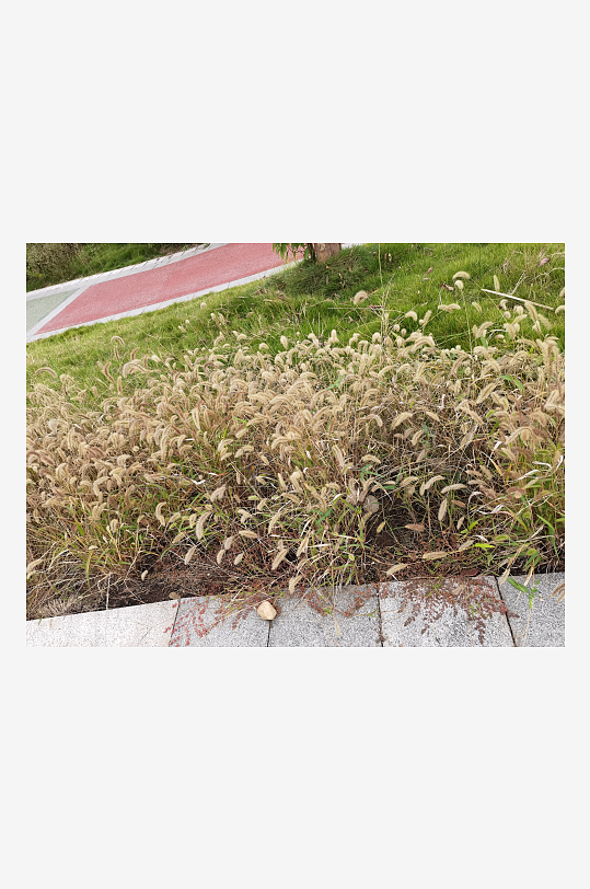 郊外繁茂丛生的杂草-众图网