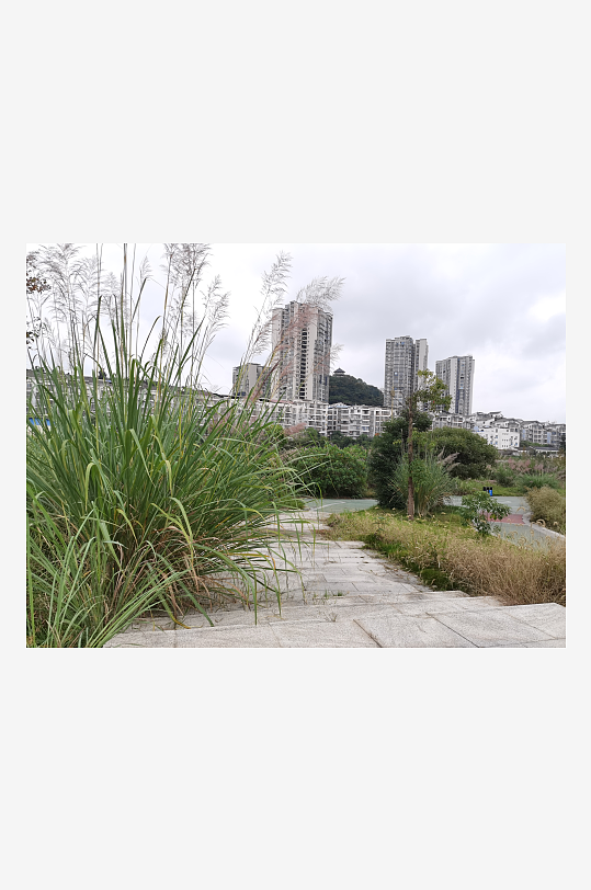 郊外繁茂丛生的杂草-众图网