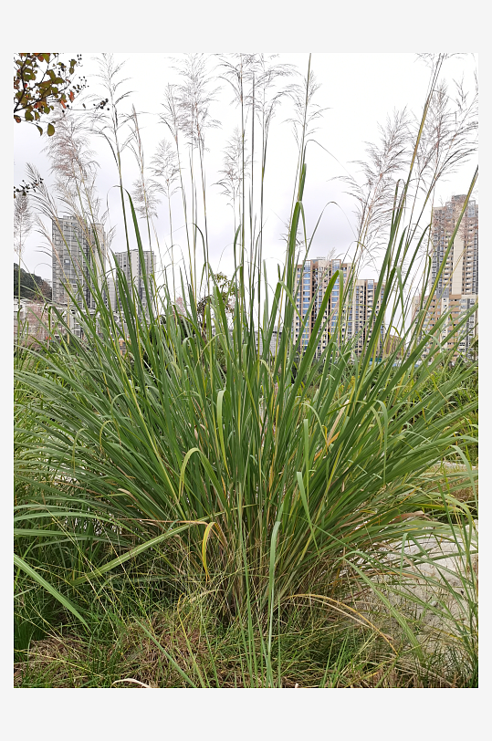 郊外繁茂丛生的杂草-众图网