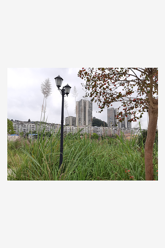 郊外繁茂丛生的杂草-众图网