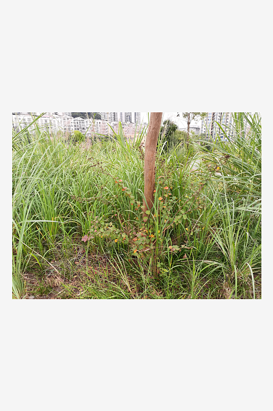 郊外繁茂丛生的杂草-众图网