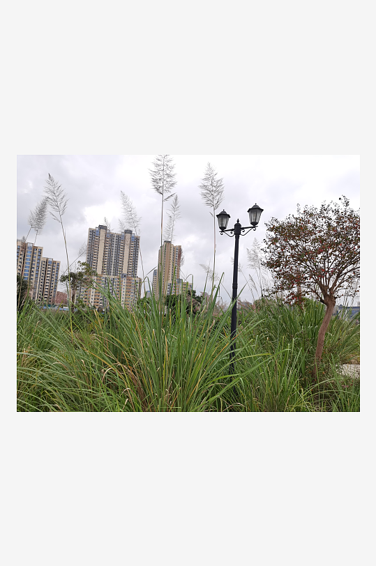 郊外繁茂丛生的杂草-众图网