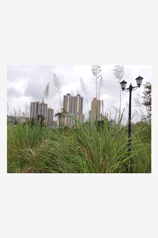 郊外繁茂丛生的杂草-众图网