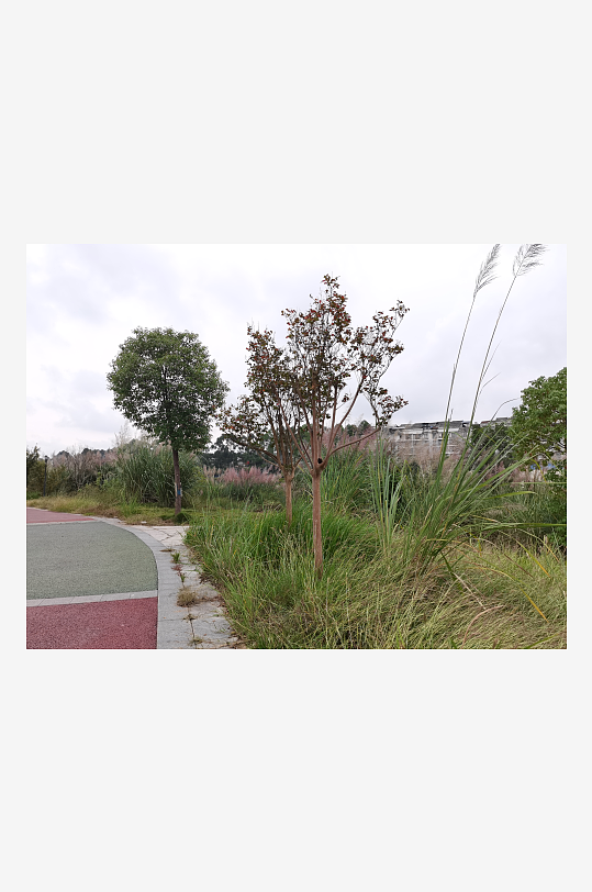 郊外繁茂丛生的杂草-众图网