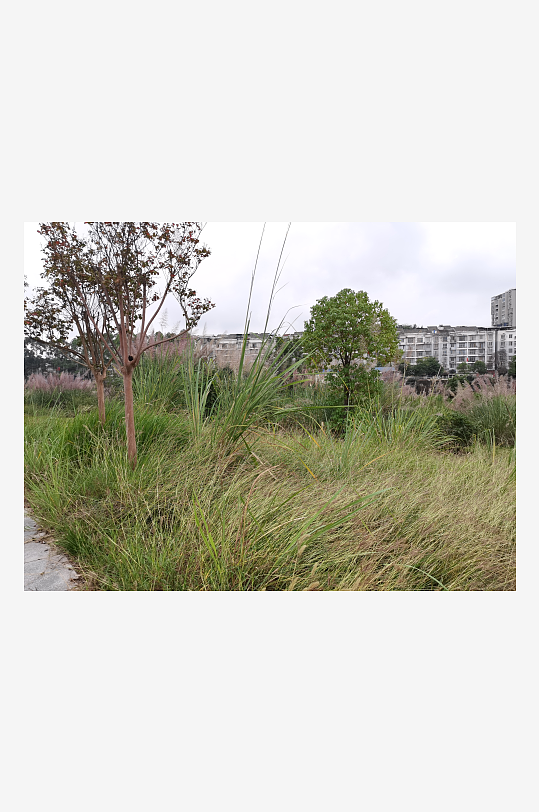 郊外繁茂丛生的杂草-众图网