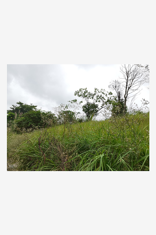 城郊草坪与树木自然风光-众图网