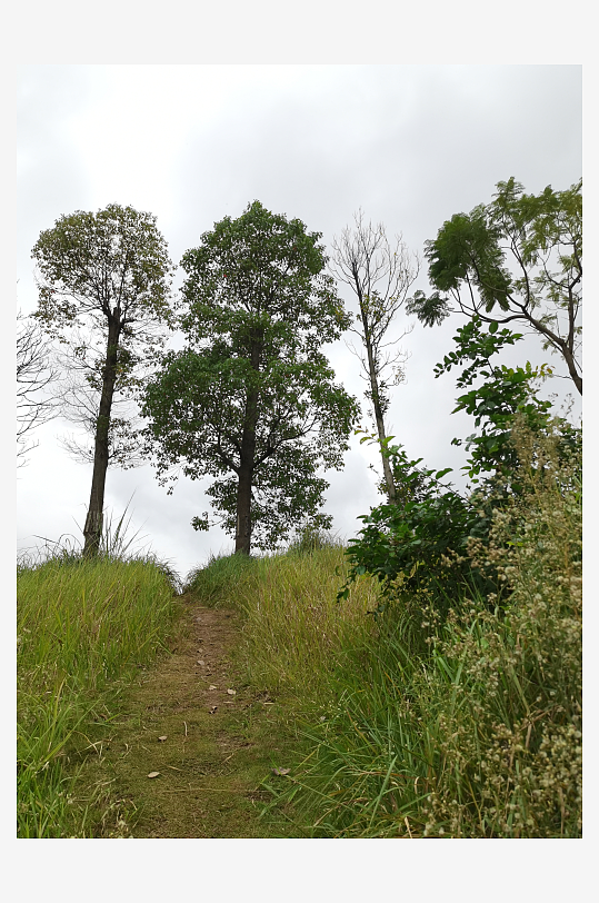 城郊草坪与树木自然风光-众图网
