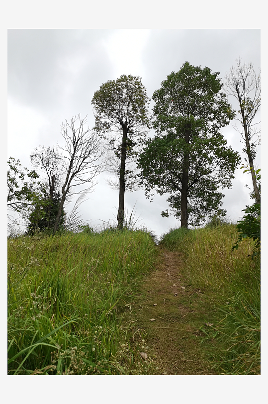 城郊草坪与树木自然风光-众图网