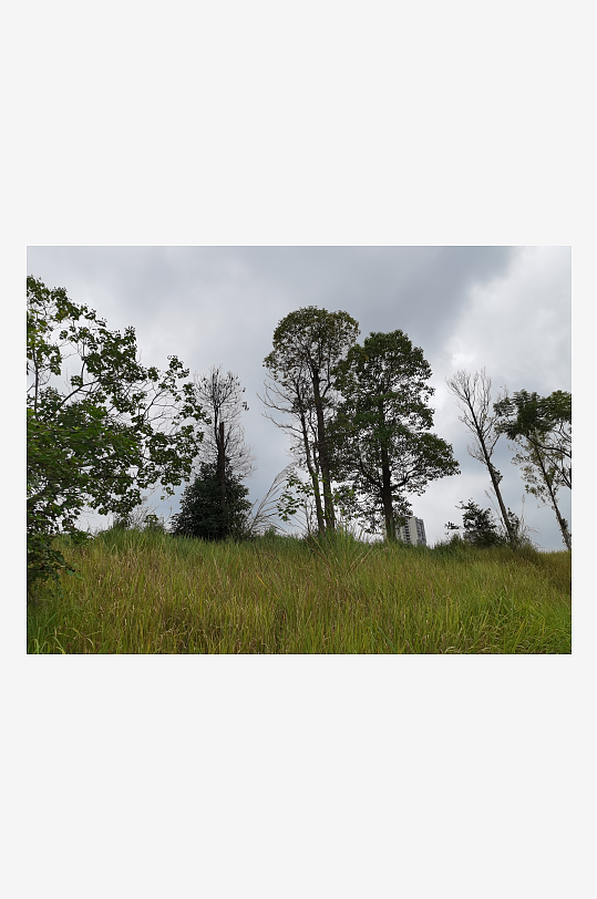 城郊草坪与树木自然风光-众图网