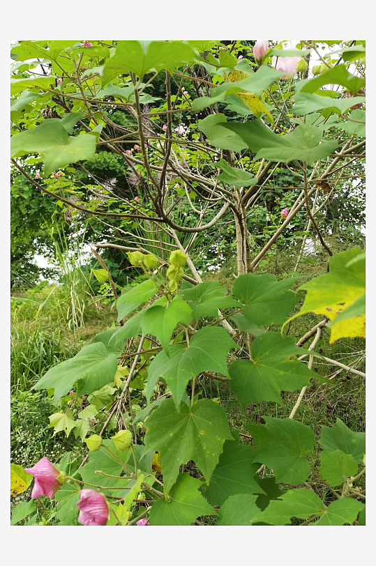 户外繁茂的木芙蓉花枝-众图网