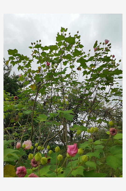 户外繁茂的木芙蓉花枝-众图网