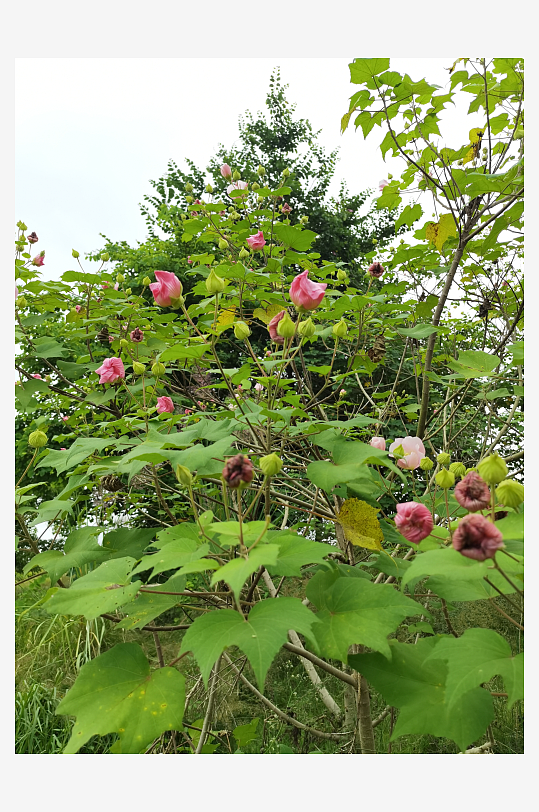 户外繁茂的木芙蓉花枝-众图网