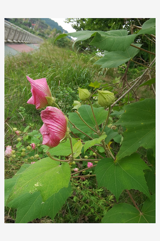 户外繁茂的木芙蓉花枝-众图网