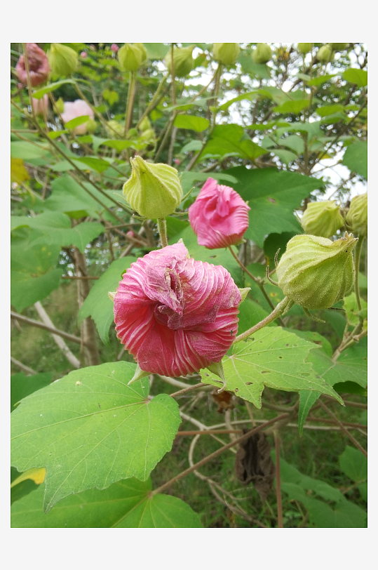 户外繁茂的木芙蓉花枝-众图网