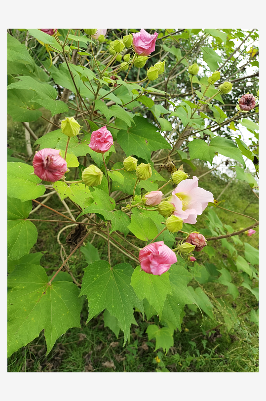 户外繁茂的木芙蓉花枝-众图网