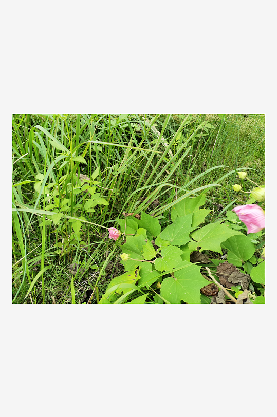 户外繁茂的木芙蓉花枝-众图网