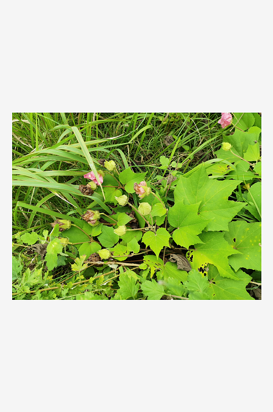 户外繁茂的木芙蓉花枝-众图网