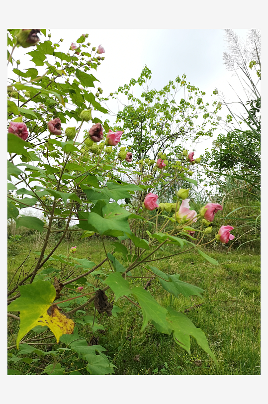 户外繁茂的木芙蓉花枝-众图网