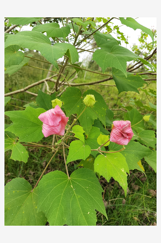户外繁茂的木芙蓉花枝-众图网