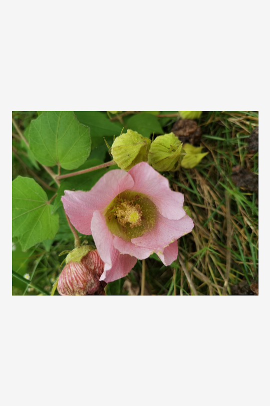 户外繁茂的木芙蓉花枝-众图网