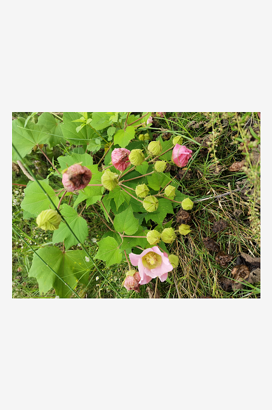 户外繁茂的木芙蓉花枝-众图网