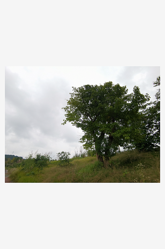 自然清新的草地与树木-众图网