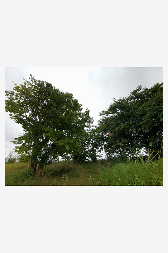 自然清新的草地与树木-众图网