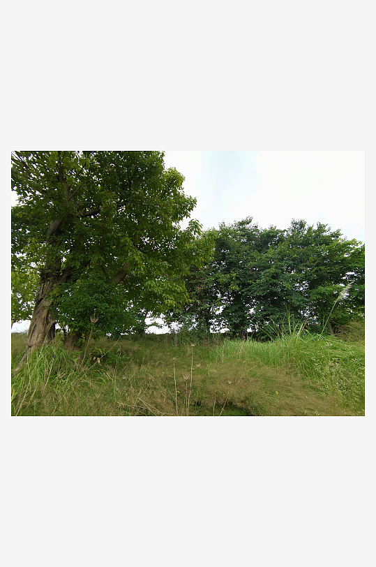 自然清新的草地与树木-众图网