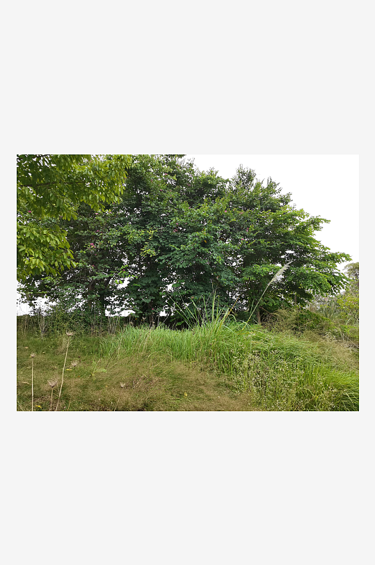 自然清新的草地与树木-众图网