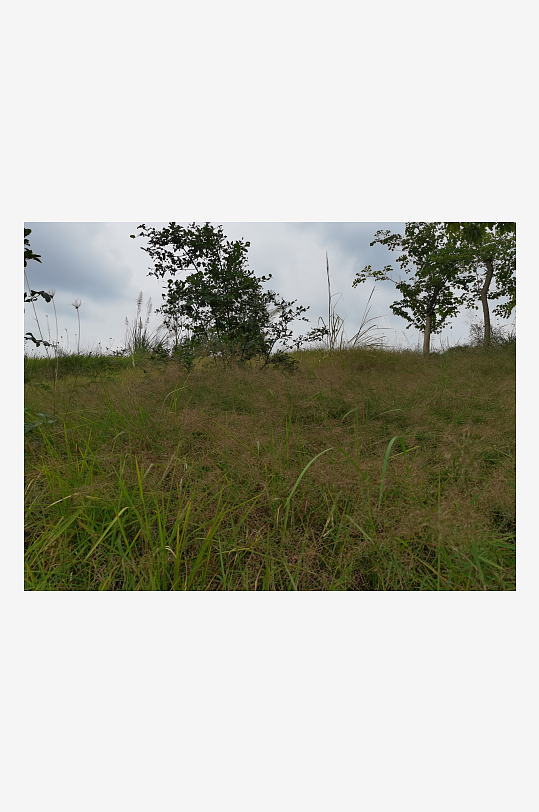 自然清新的草地与树木-众图网