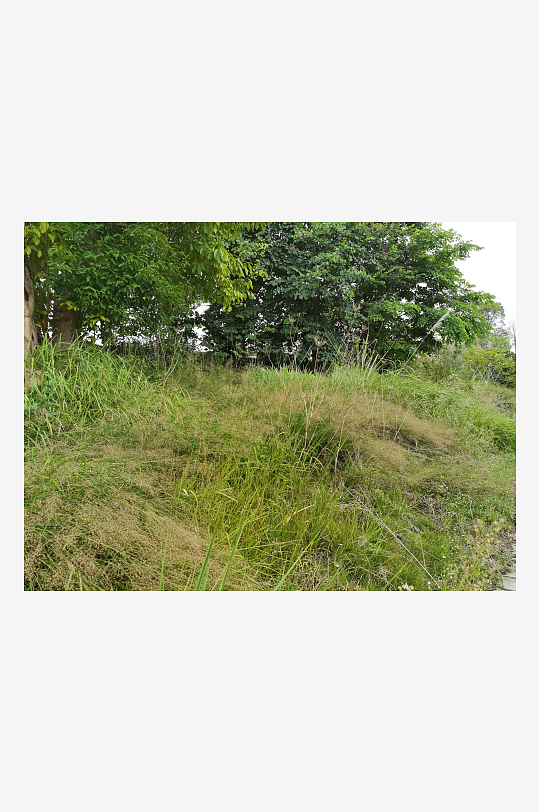 自然清新的草地与树木-众图网