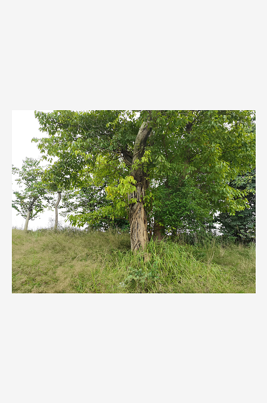 自然清新的草地与树木-众图网